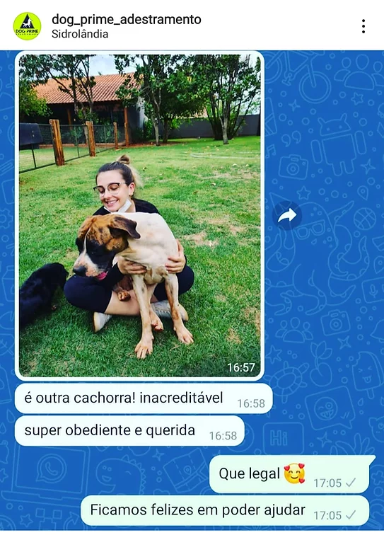 Dog Prime Adestramento de Cães