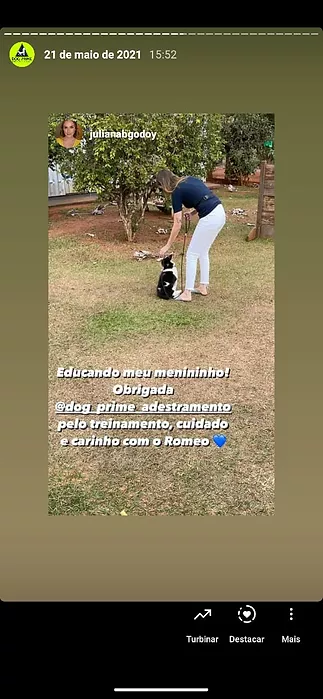 Dog Prime Adestramento de Cães