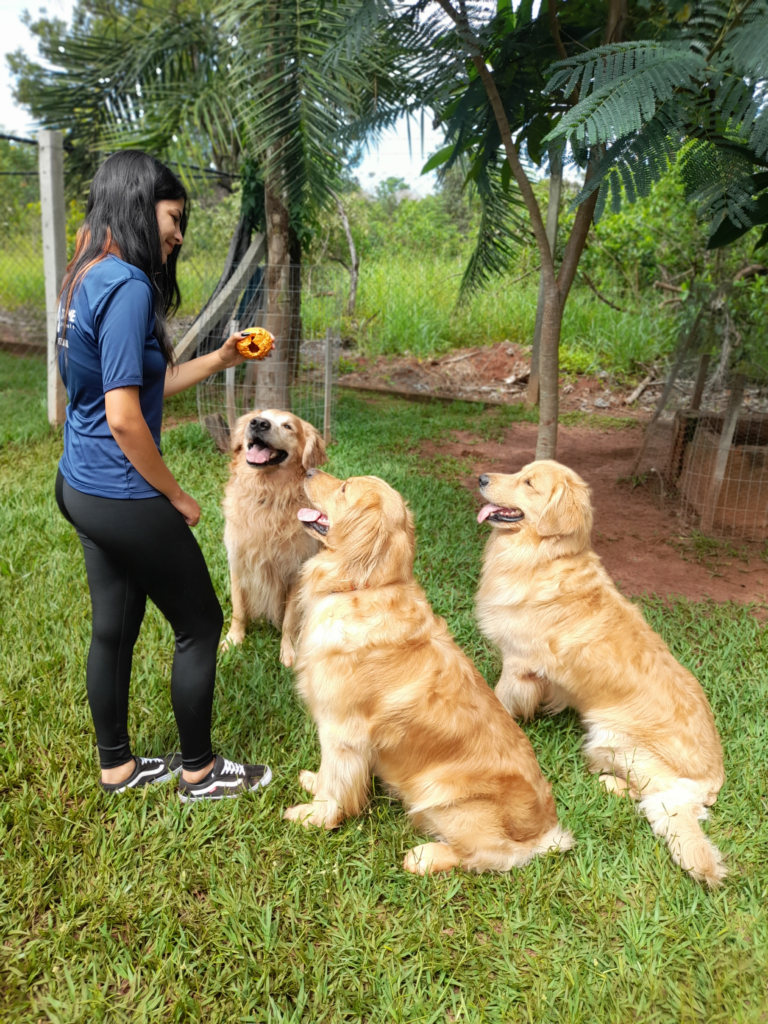 Dog Prime Adestramento de Cães