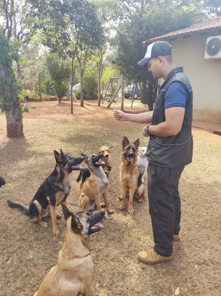 Dog Prime Adestramento de Cães