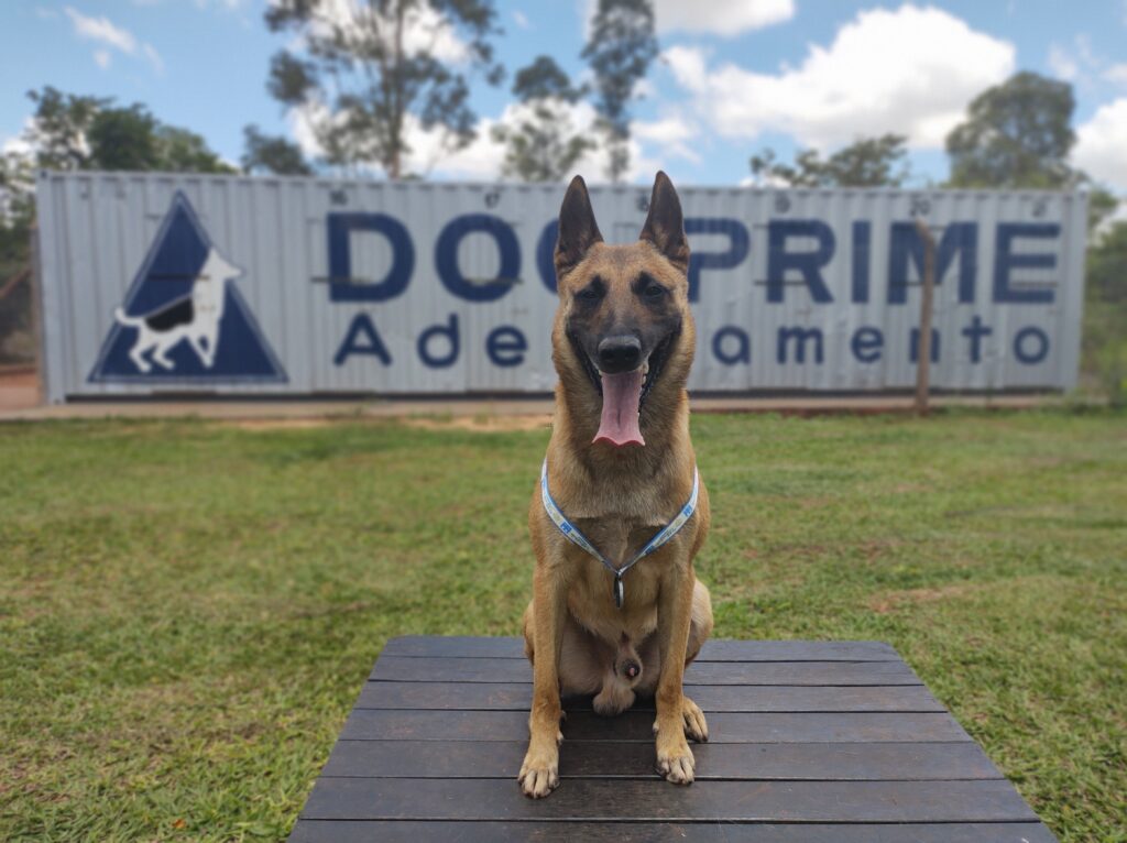 Dog Prime Adestramento de Cães